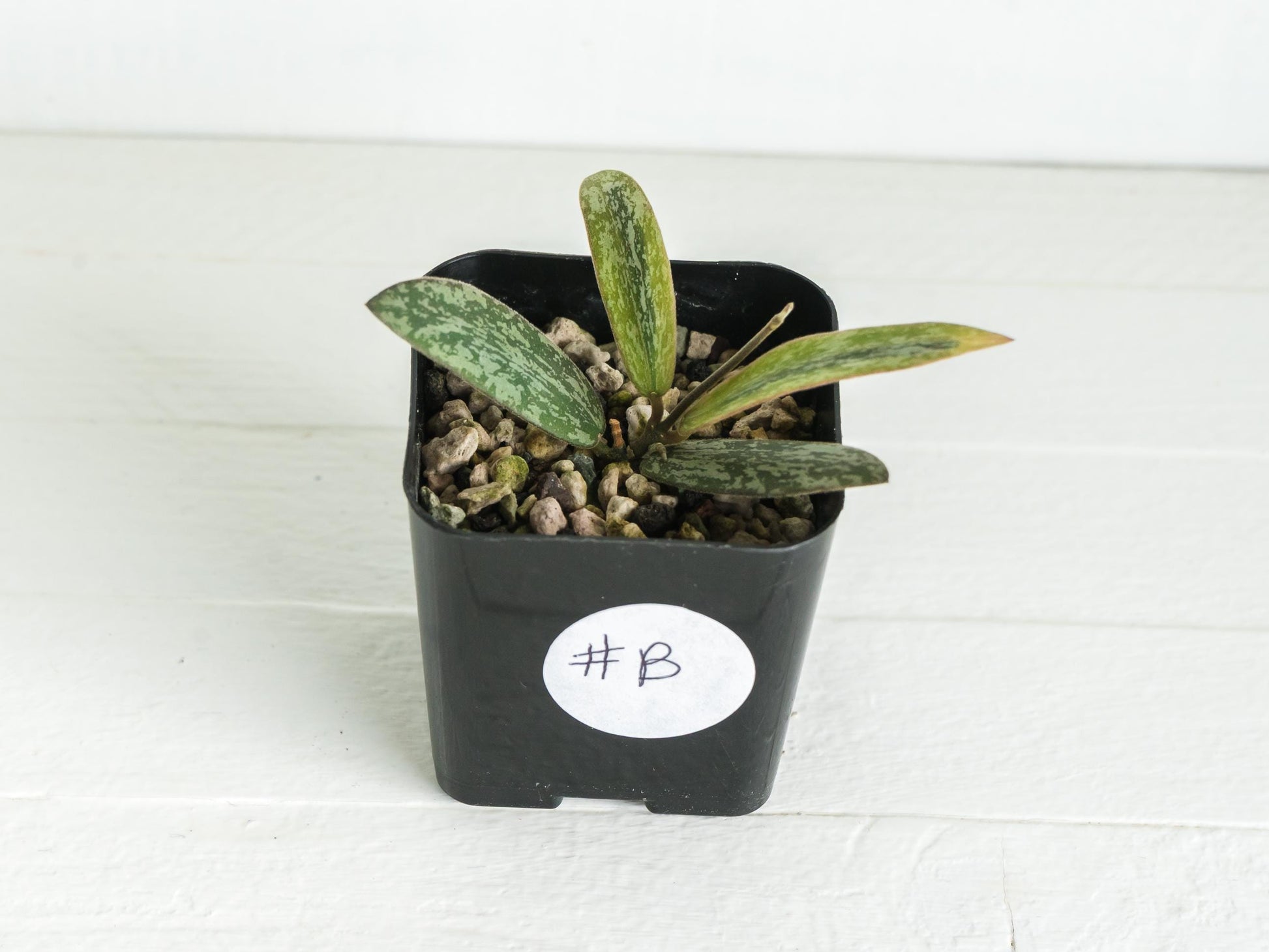 Hoya sigillatis (Outer Variegated / Albo) | 2-Inch