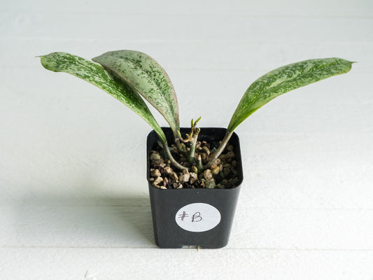 Hoya 'Lorelai' | 2-Inch