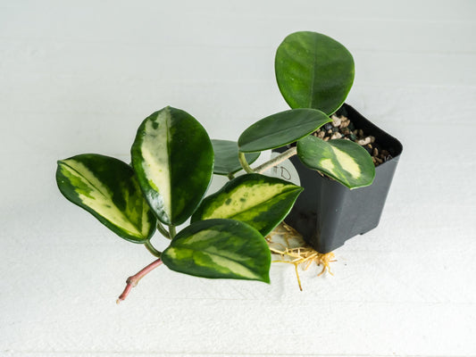 Hoya carnosa 'Madara Green Edge' | 2-Inch