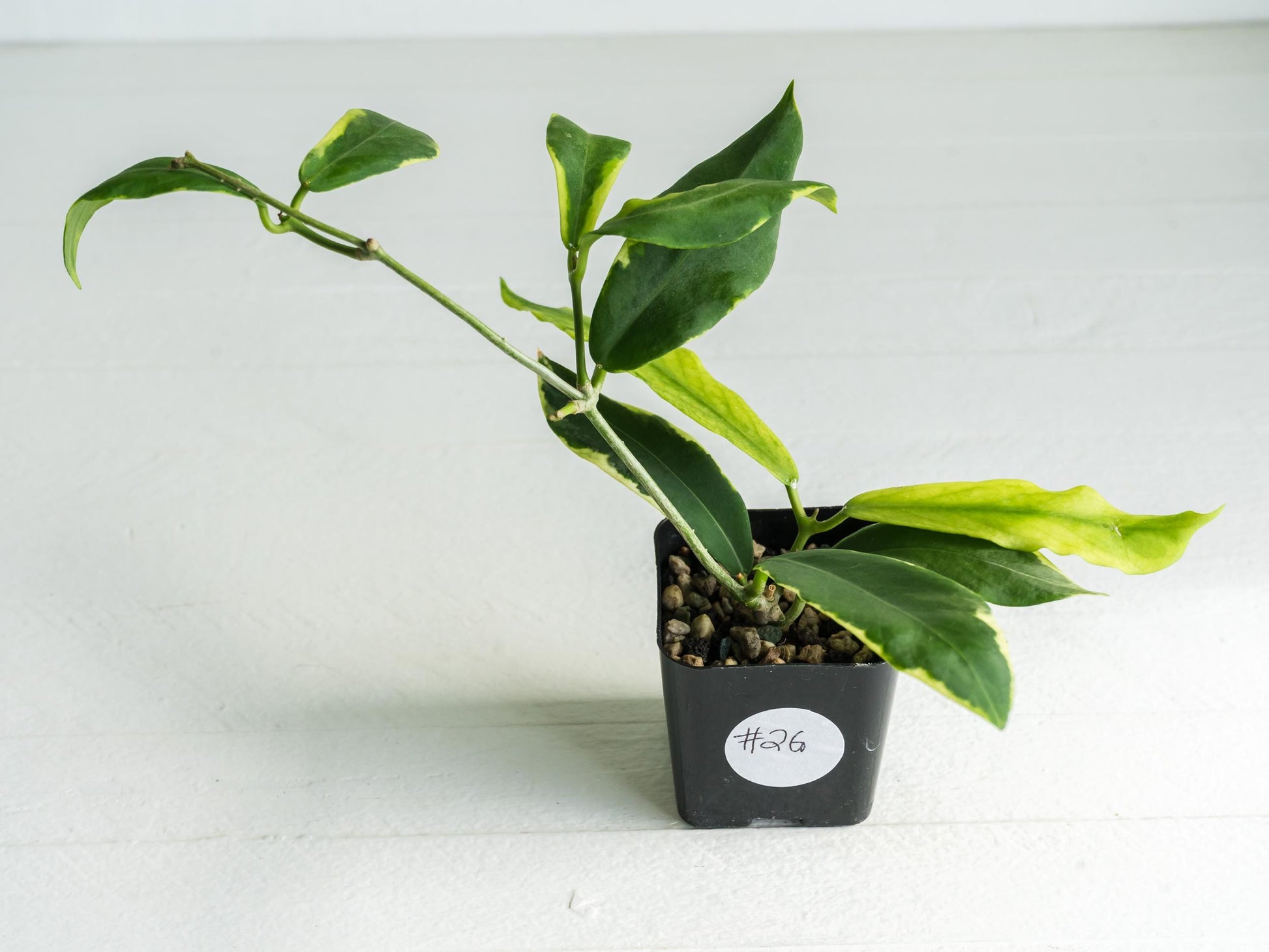 Hoya pimenteliana (Albo / Outer Variegated) | 2-Inch