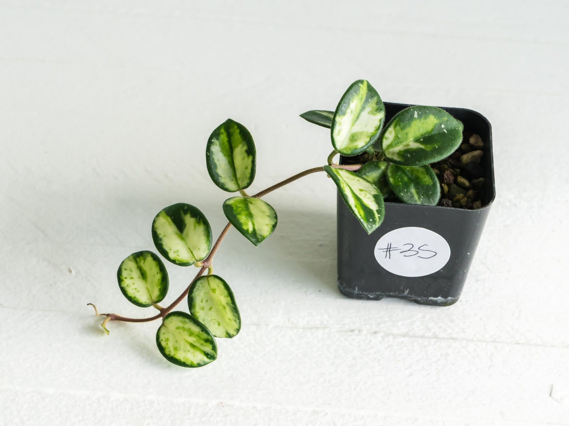 Hoya 'Mathilde' (Inner Variegated) | 2-Inch