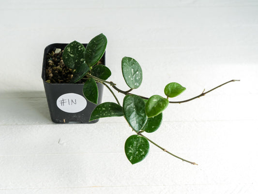 Hoya 'Mathilde' | 2-Inch