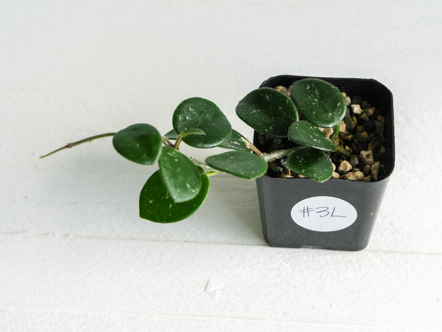 Hoya 'Mathilde' | 2-Inch
