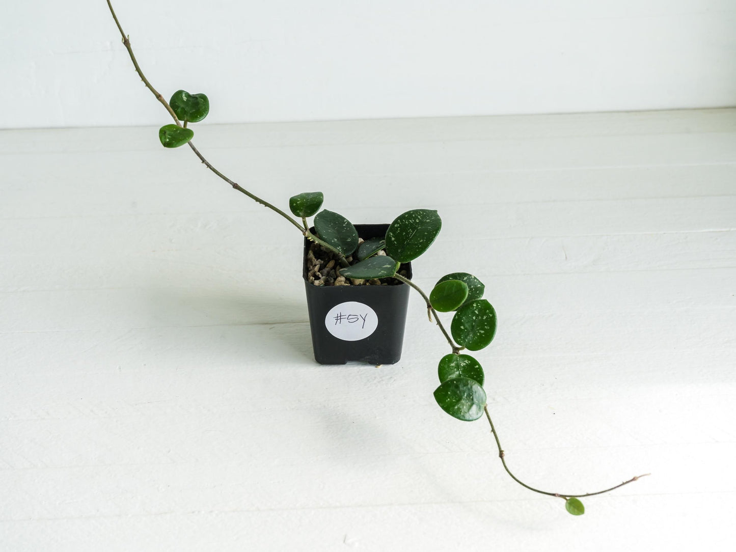 Hoya 'Mathilde' | 2-Inch