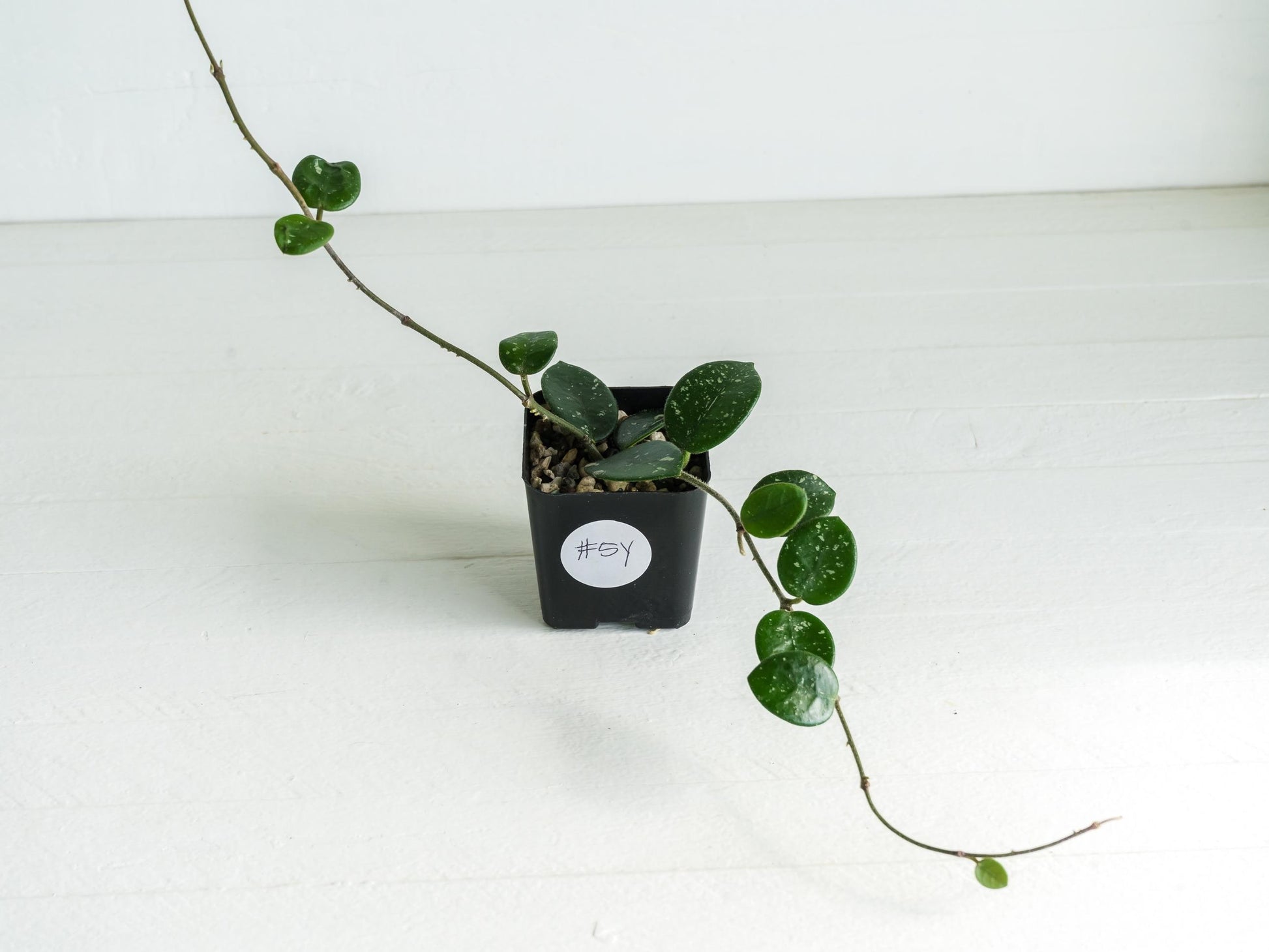 Hoya 'Mathilde' | 2-Inch