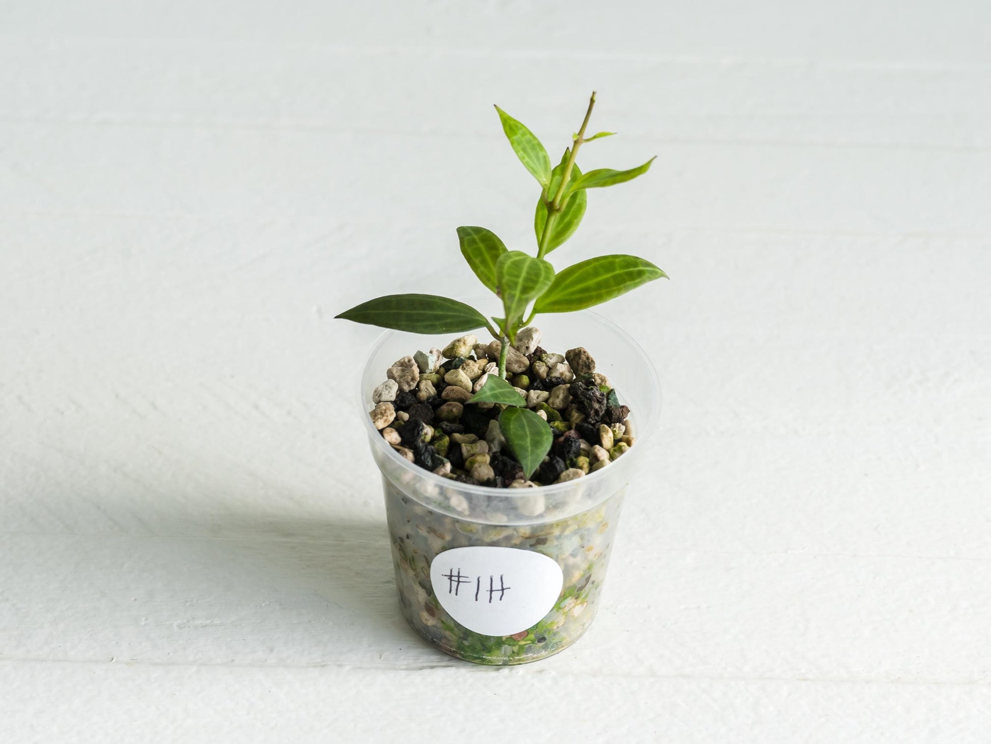 Hoya microdwarf (NS12-323) | 2-Inch