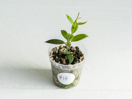 Hoya microdwarf (NS12-323) | 2-Inch