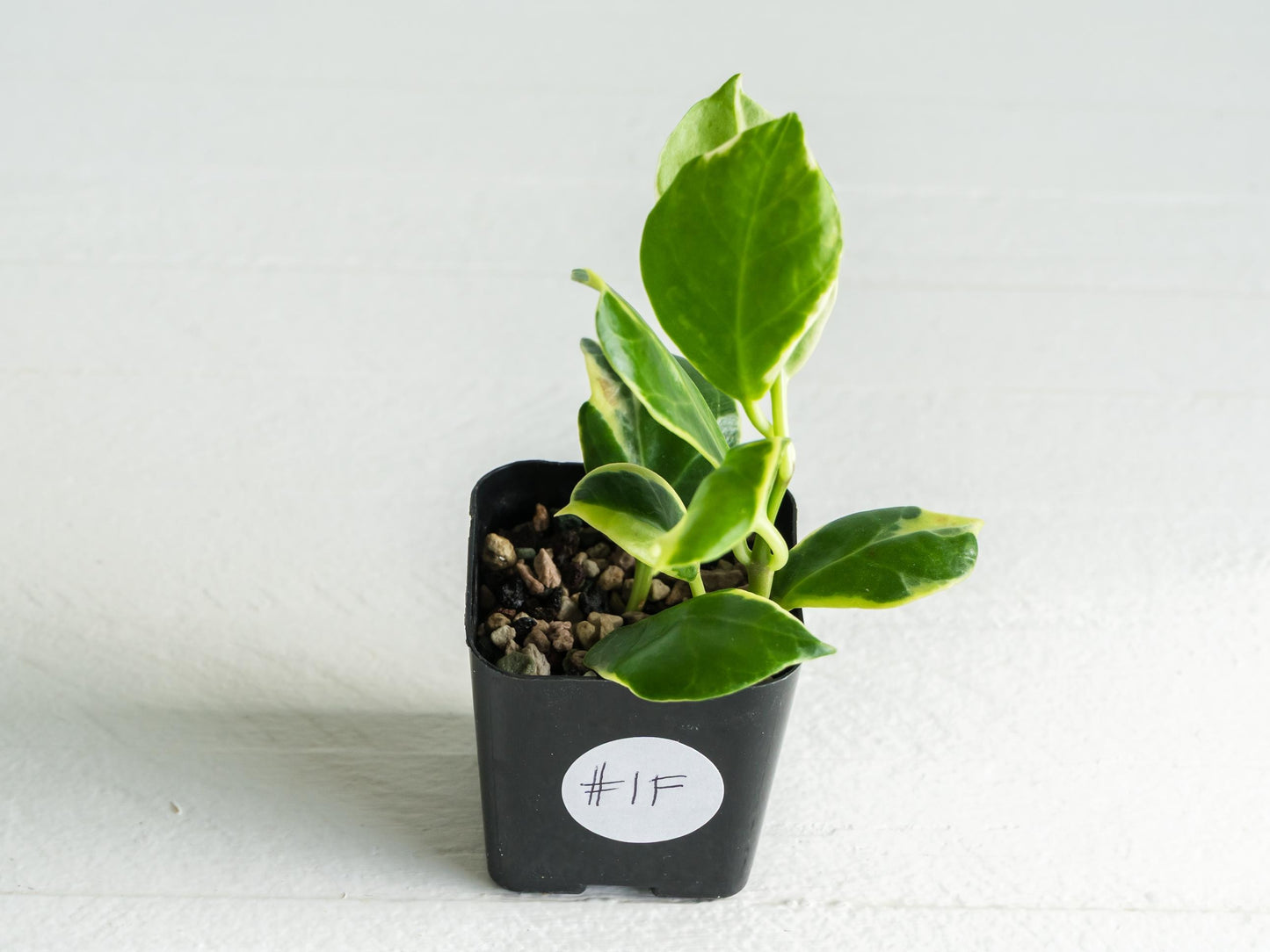 Hoya obscura (Albo | Outer Variegated) | 2-Inch | Exact Plant | Free Live Arrival Guarantee
