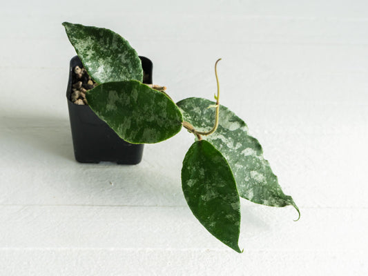 Hoya caudata (Silver) | 2-Inch