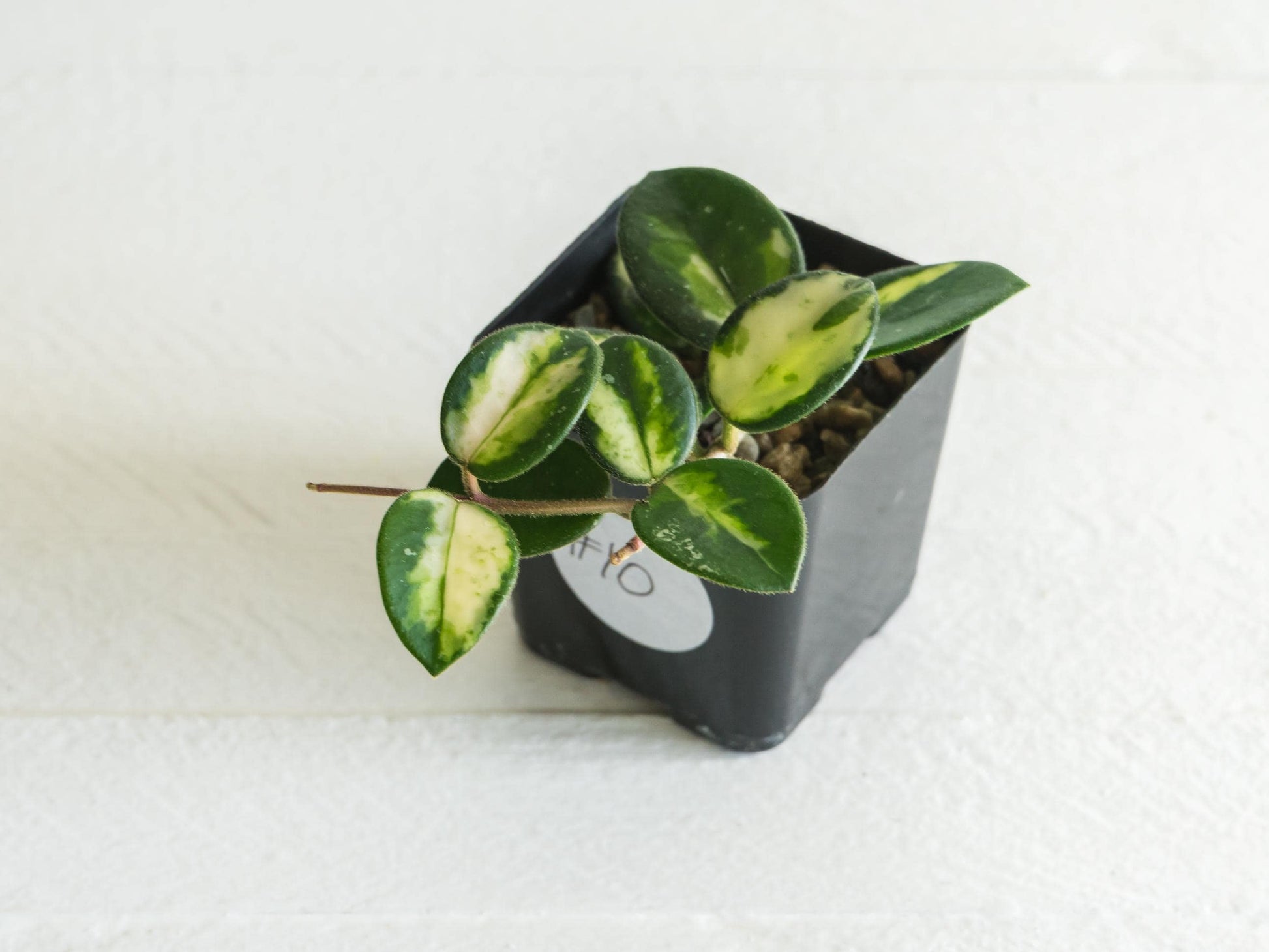 Hoya 'Mathilde' (Inner Variegated) | 2-Inch