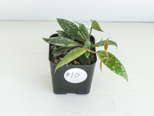 Hoya lacunosa 'Laos Full Splash' | 2-Inch