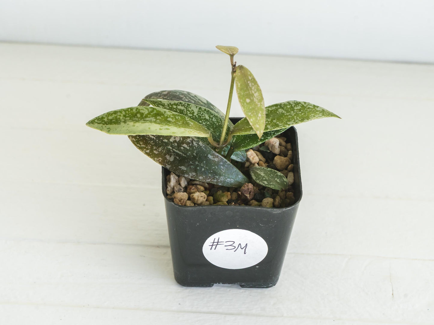 Hoya lacunosa 'Laos Full Splash' | 2-Inch | Exact Plant | Free Live Arrival Guarantee