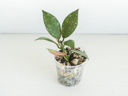 Hoya nabawanensis (Splash) | 2-Inch