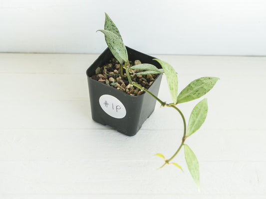 Hoya lacunosa 'Silver Lime' | 2-Inch