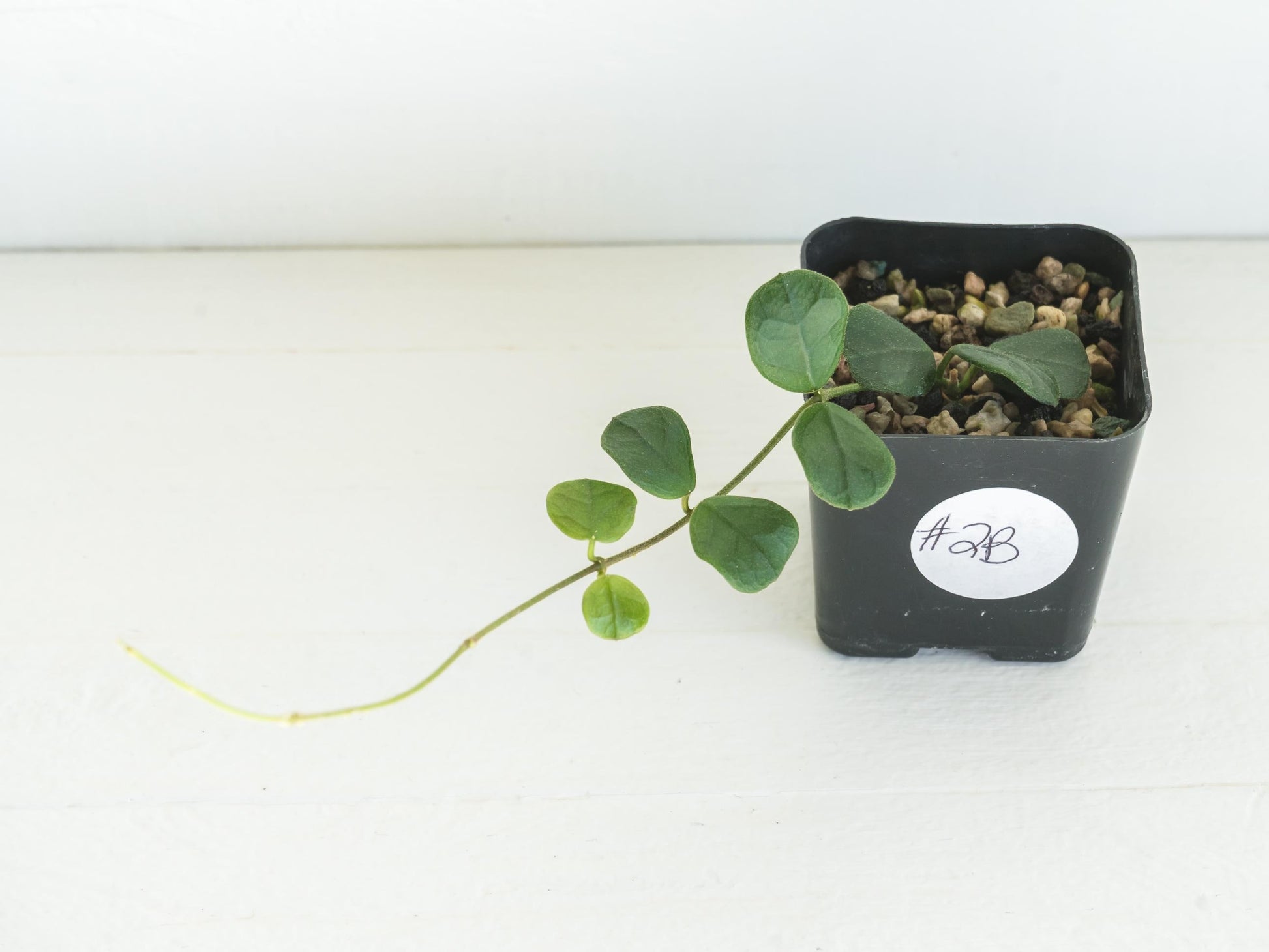 Hoya obcordata | 2-Inch