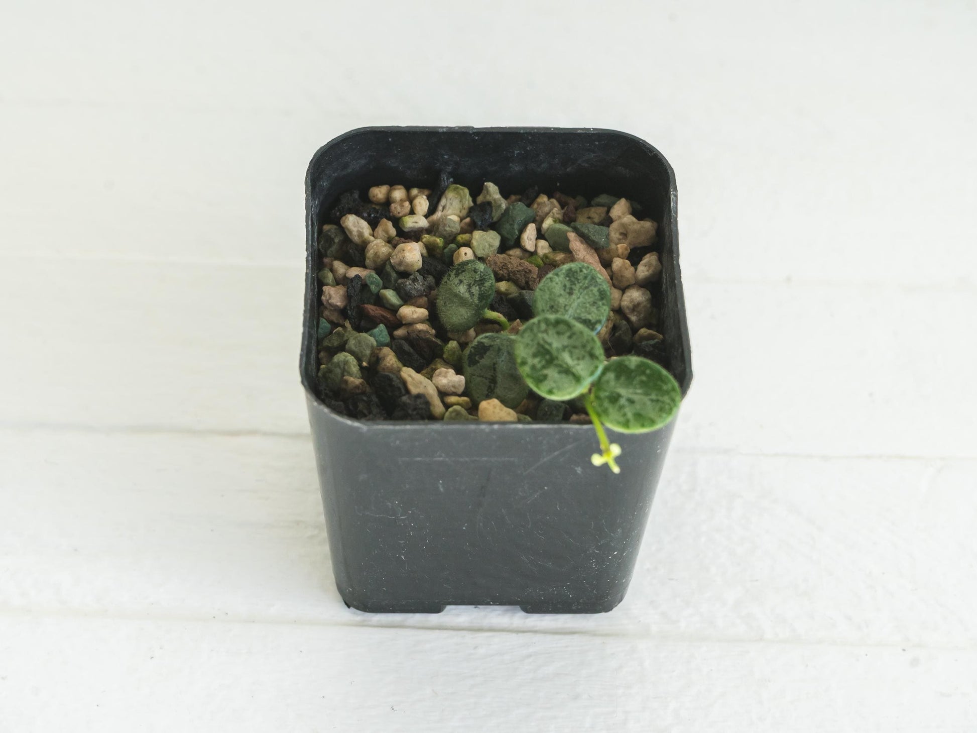 Hoya serpens (Splash) | 2-Inch