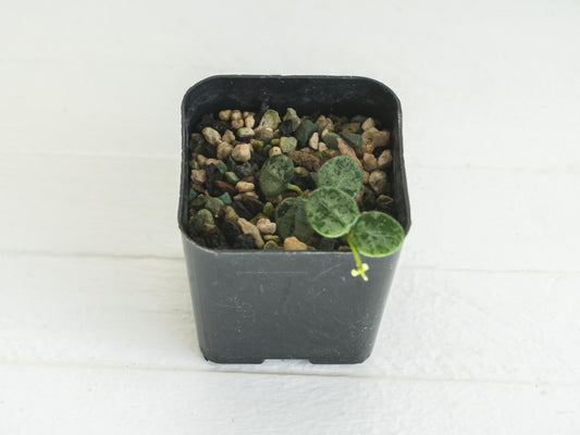 Hoya serpens (Splash) | 2-Inch