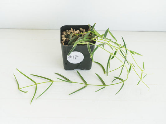 Hoya linearis | 2-Inch