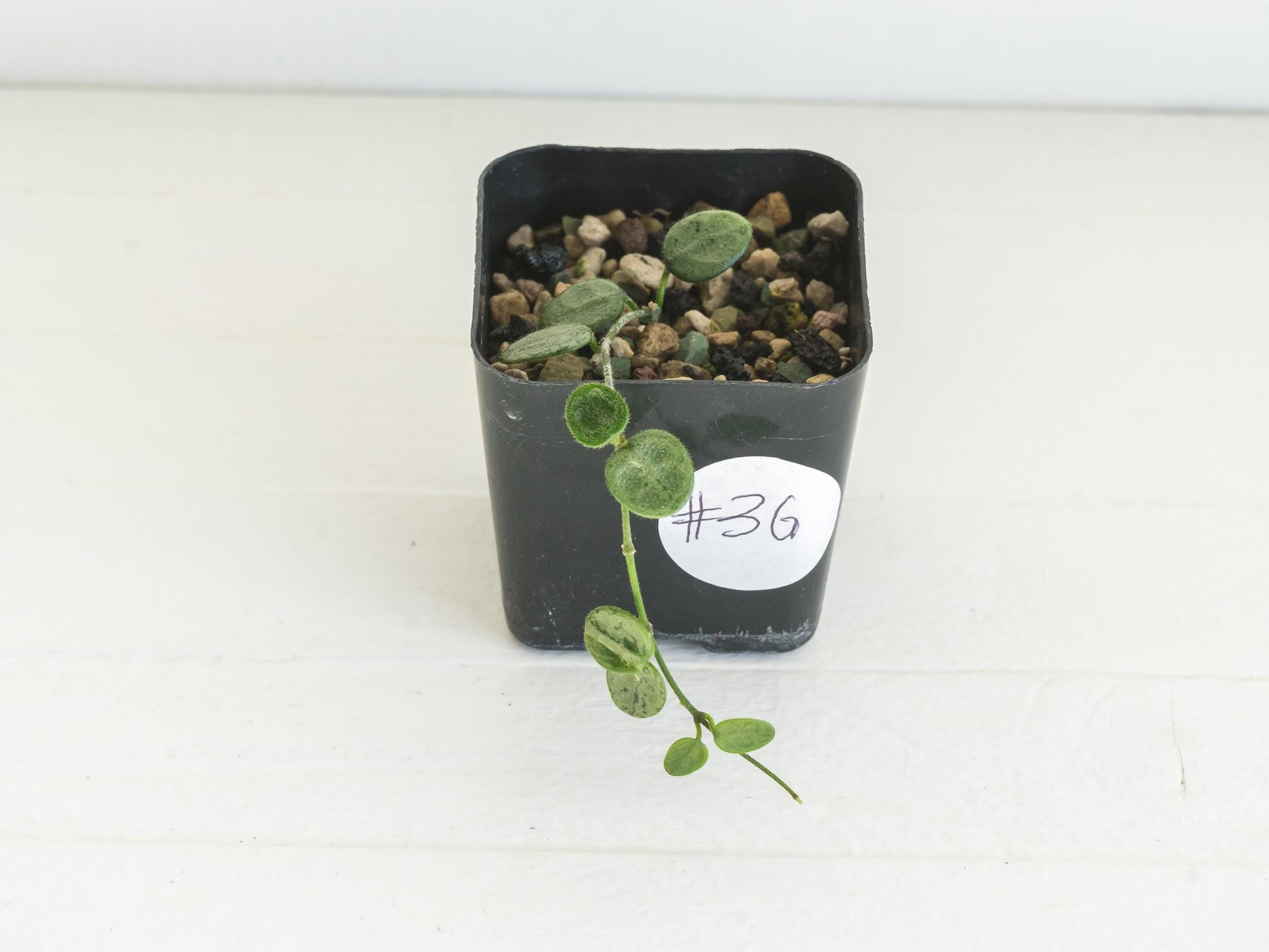 Hoya serpens (Silver) | 2-Inch