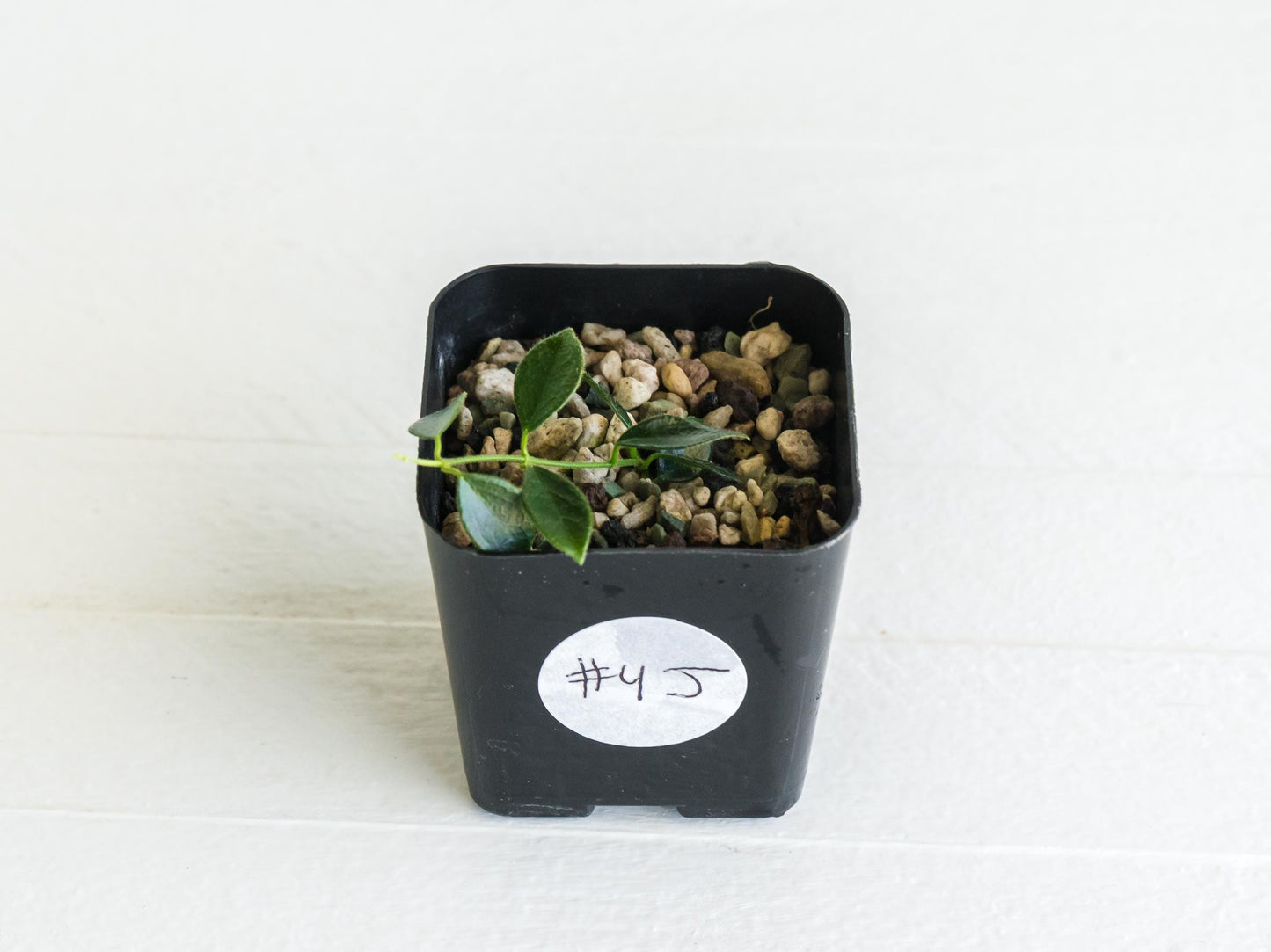 Hoya papua (PNG IM-08) | 2-Inch