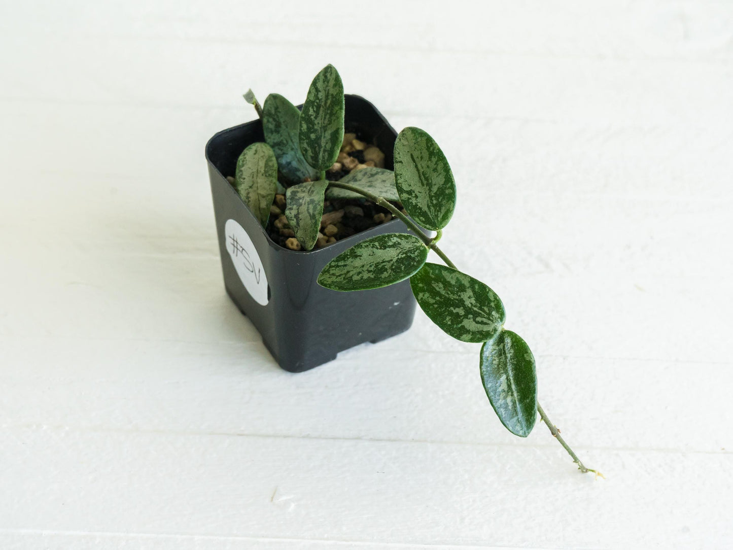 Hoya lima (Silver) | 2-Inch