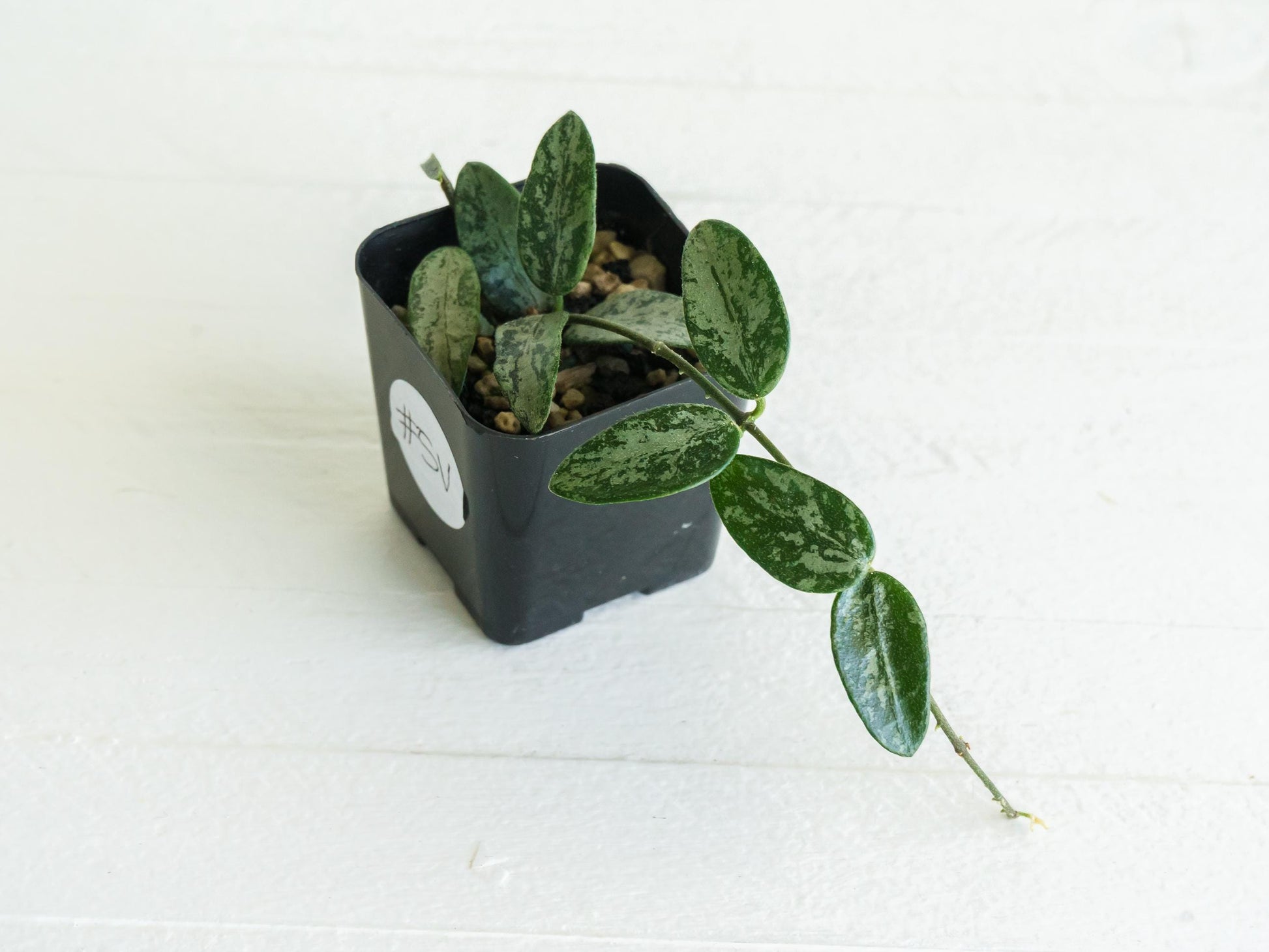 Hoya lima (Silver) | 2-Inch