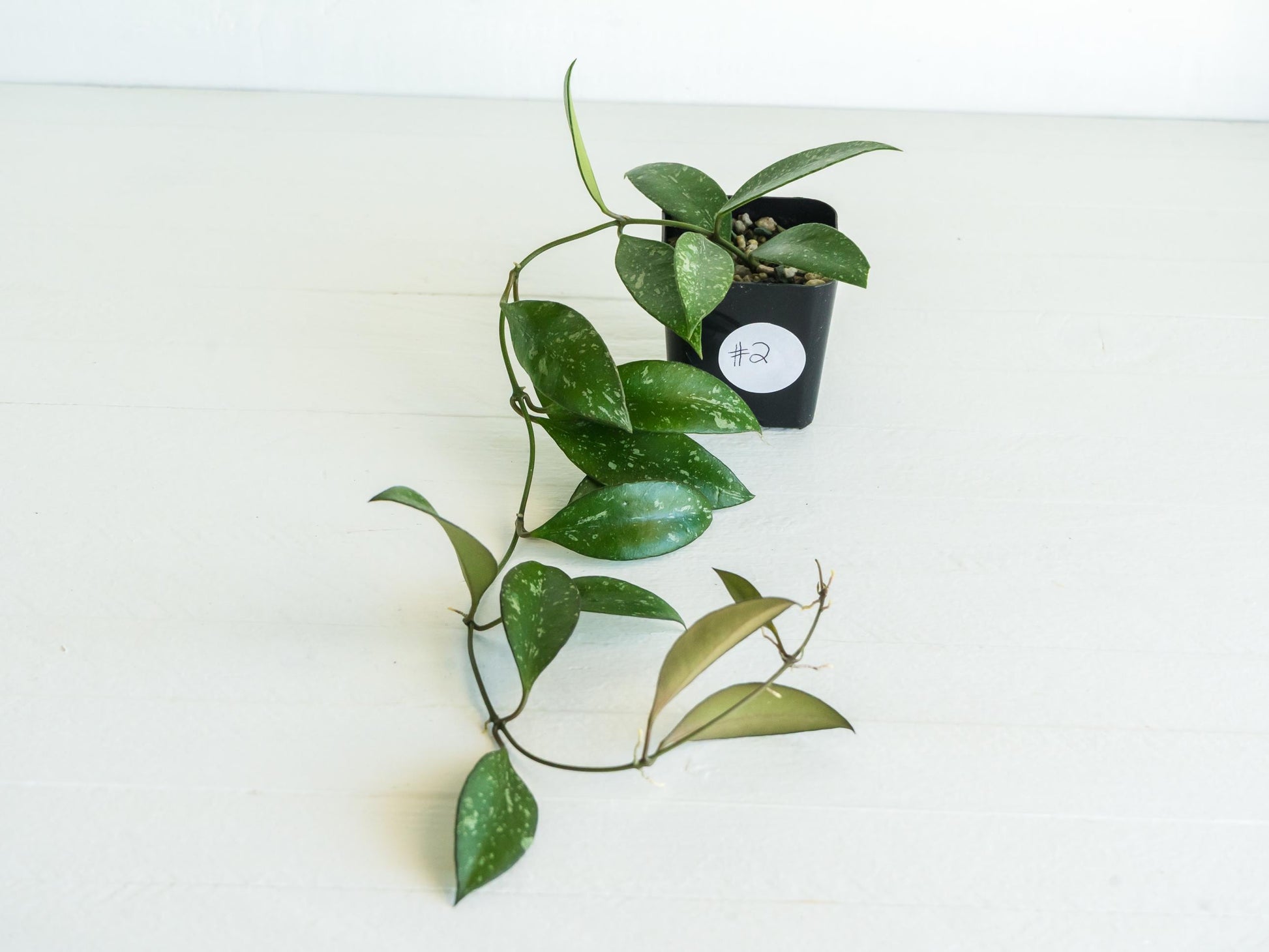 Hoya ‘Rosita’ (Splash) | 2-Inch