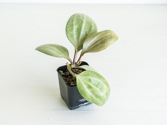 Hoya latifolia (Silver) | 2-Inch