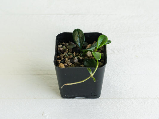 Hoya uniflora| 2-Inch