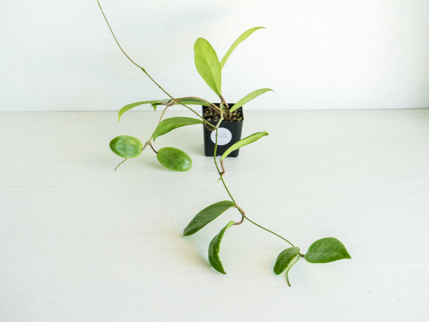 Hoya 'Jita Silver' | 2-Inch