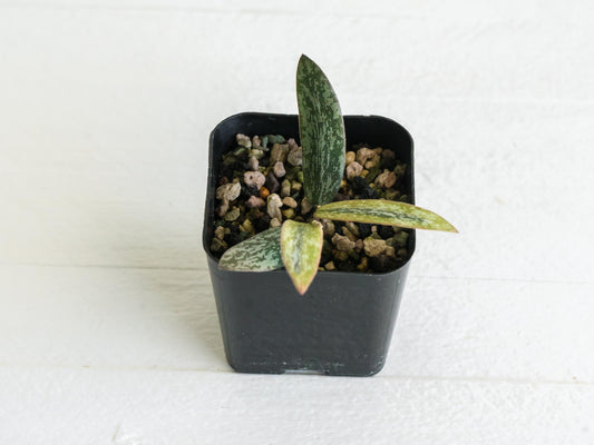 Hoya sigillatis (Outer Variegated / Albo) | 2-Inch