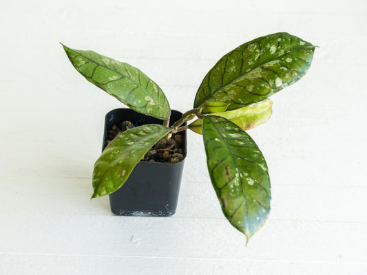 Hoya gunung gading (Splash) | 2-Inch