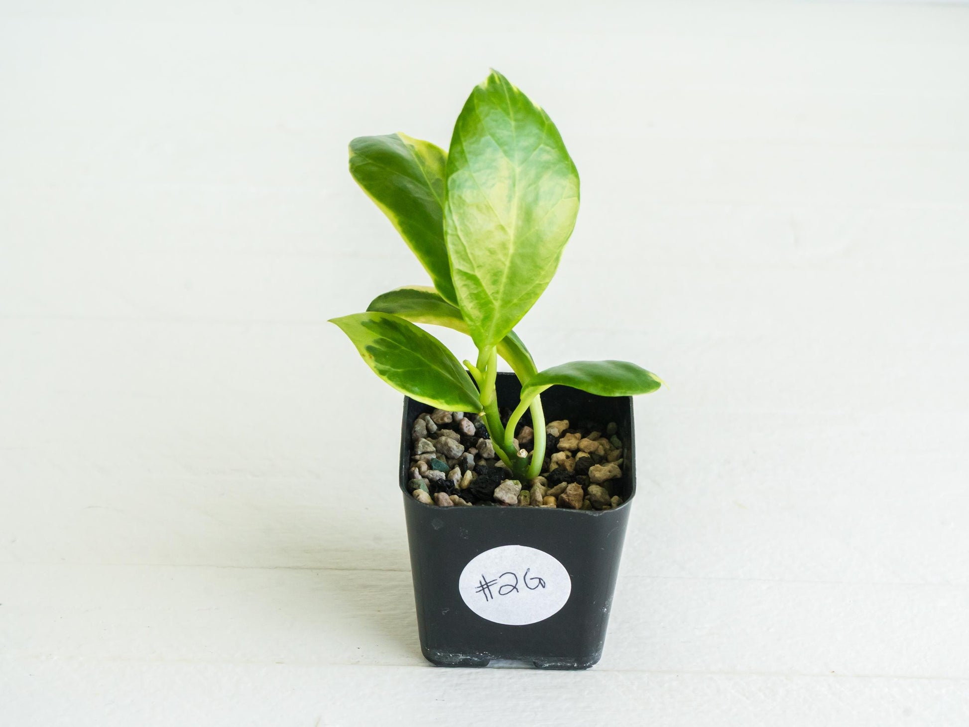 Hoya obscura (Albo | Outer Variegated) | 2-Inch | Exact Plant | Free Live Arrival Guarantee
