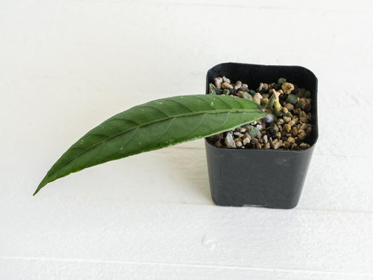 Hoya Sanghir NAD001 | 2-Inch