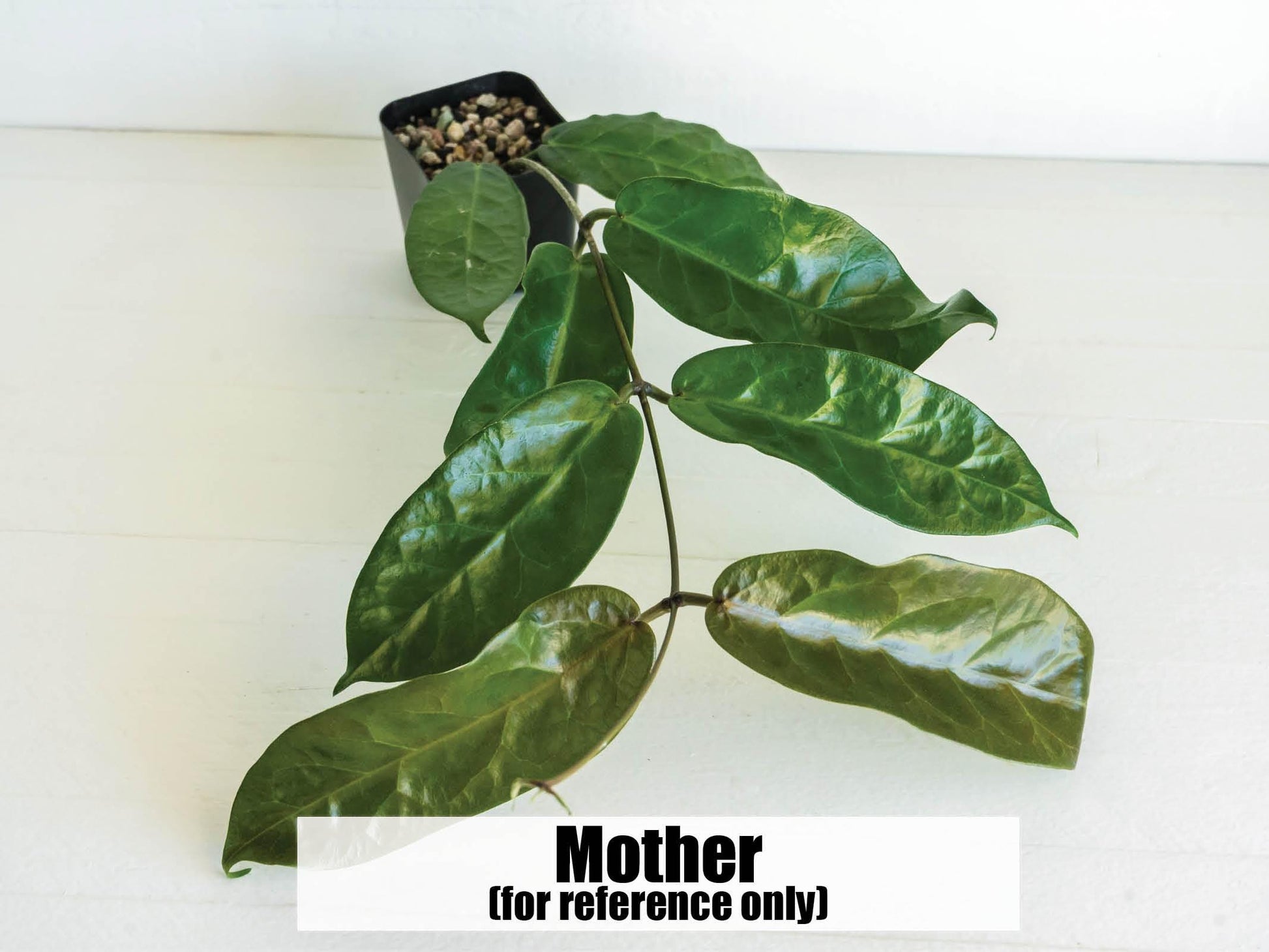 Hoya megalaster | 2-Inch