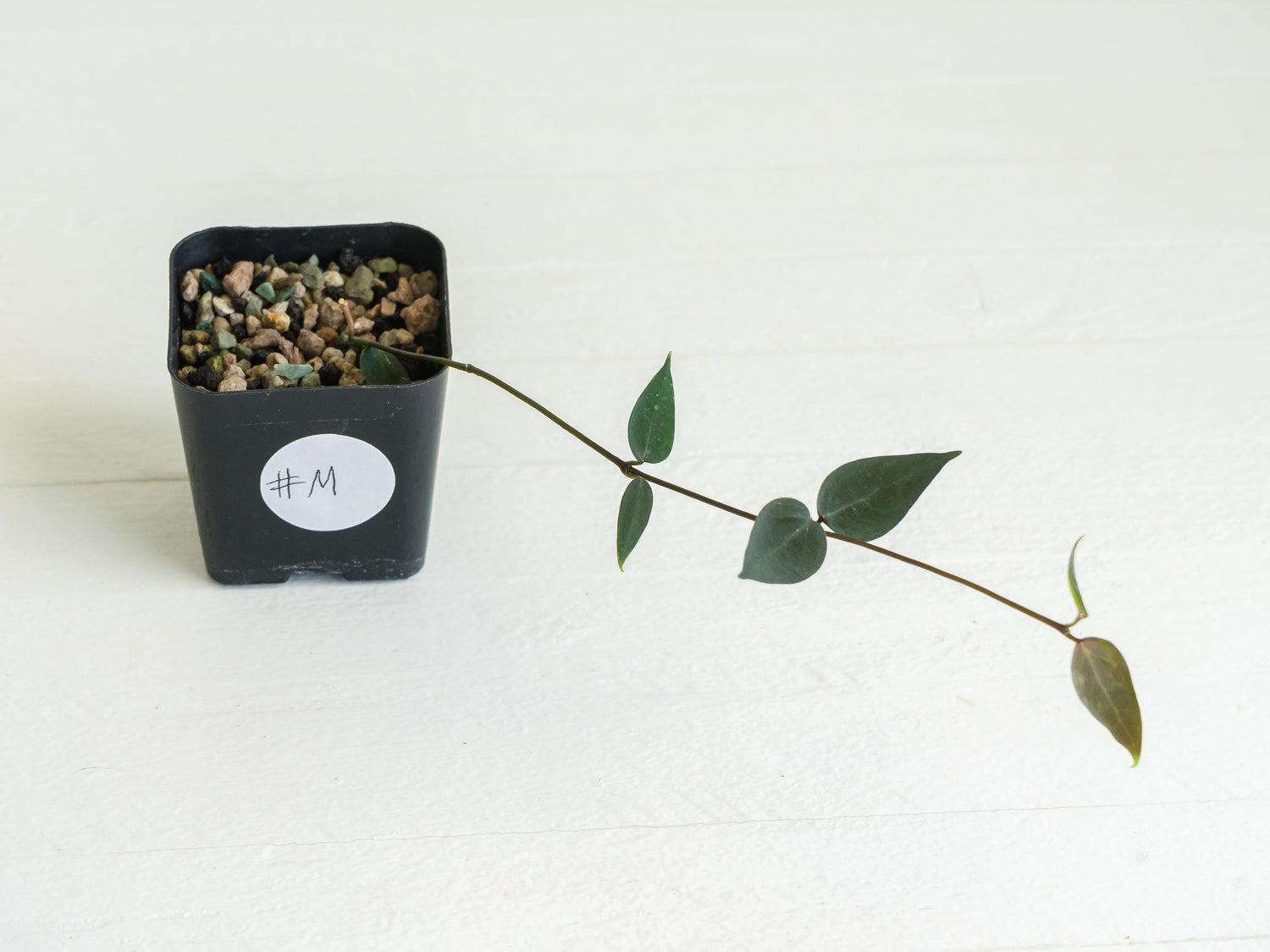Hoya carrii (NS13-064) | 2-Inch