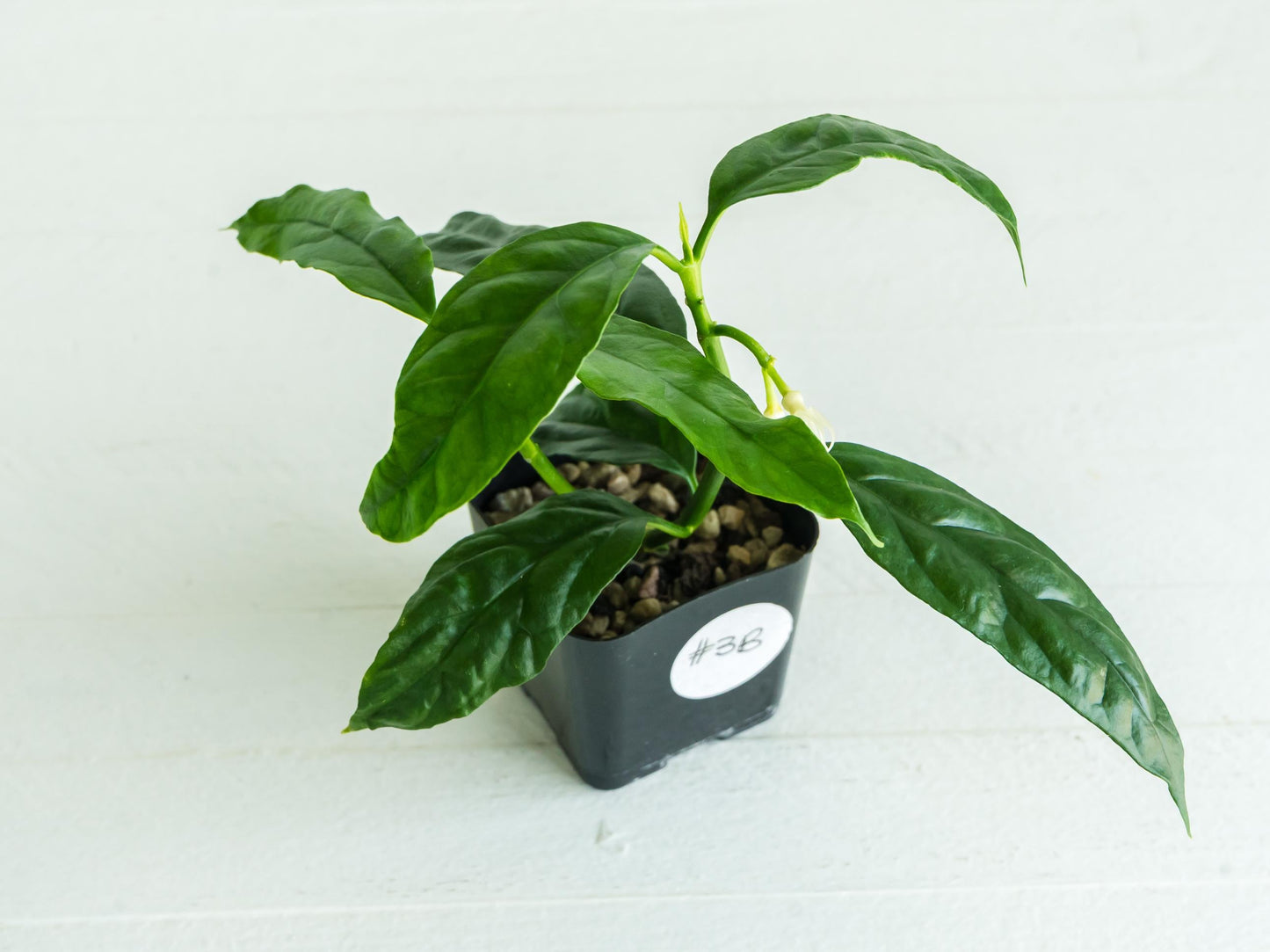 Hoya decipulae (Outer Variegated) | 2-Inch