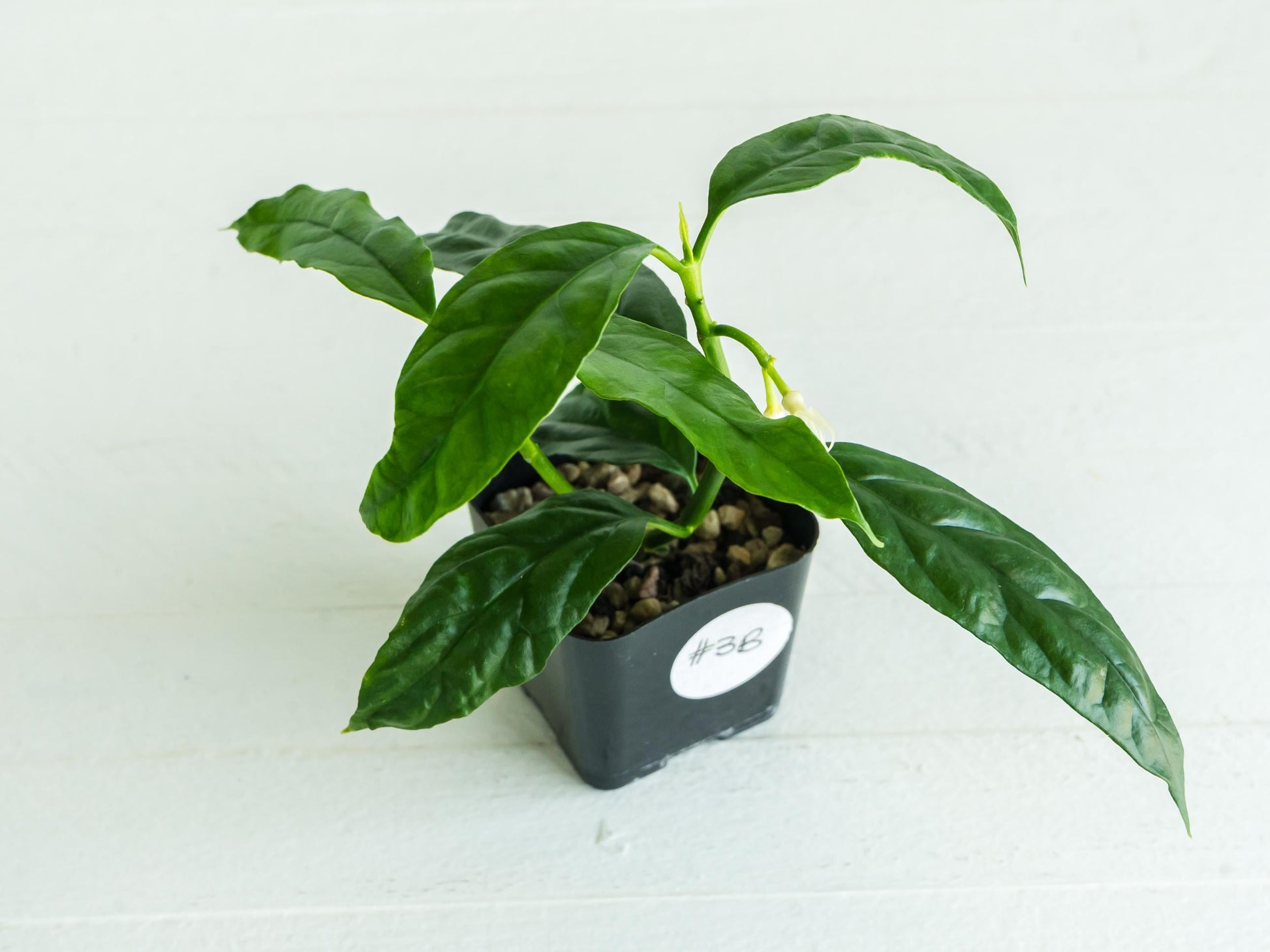 Hoya decipulae (Outer Variegated) | 2-Inch