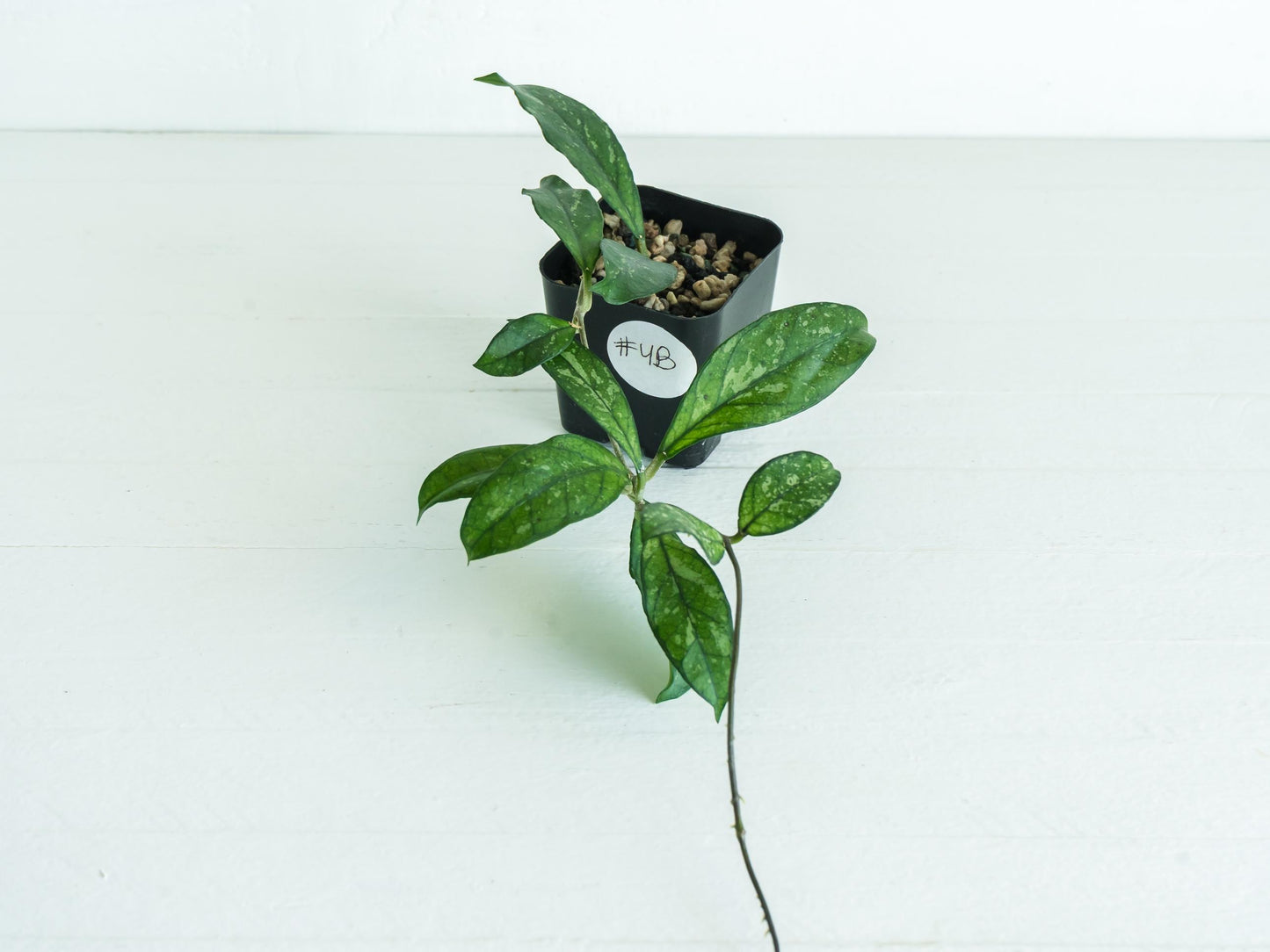 Hoya crassipetiolata (Splash) | 2-Inch