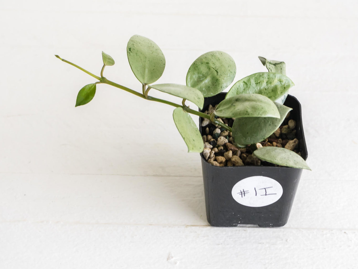 Hoya lacunosa 'Silver Mint Coin' | 2-Inch | Exact Plant | Free Live Arrival Guarantee