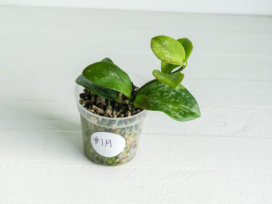 Hoya collina (IR-26) | 2-Inch