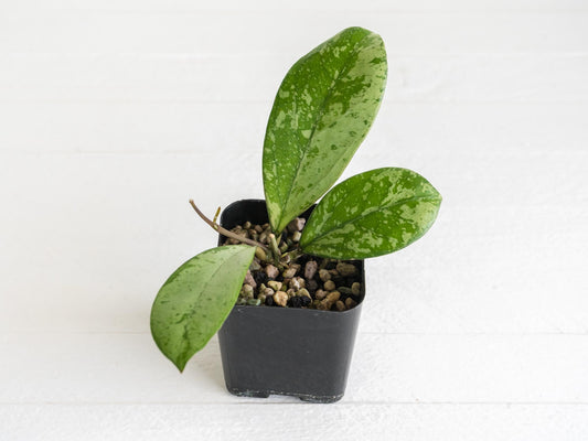Hoya 'Meena' (Crassipetiolata Splash X Michele Splash) | 2-Inch