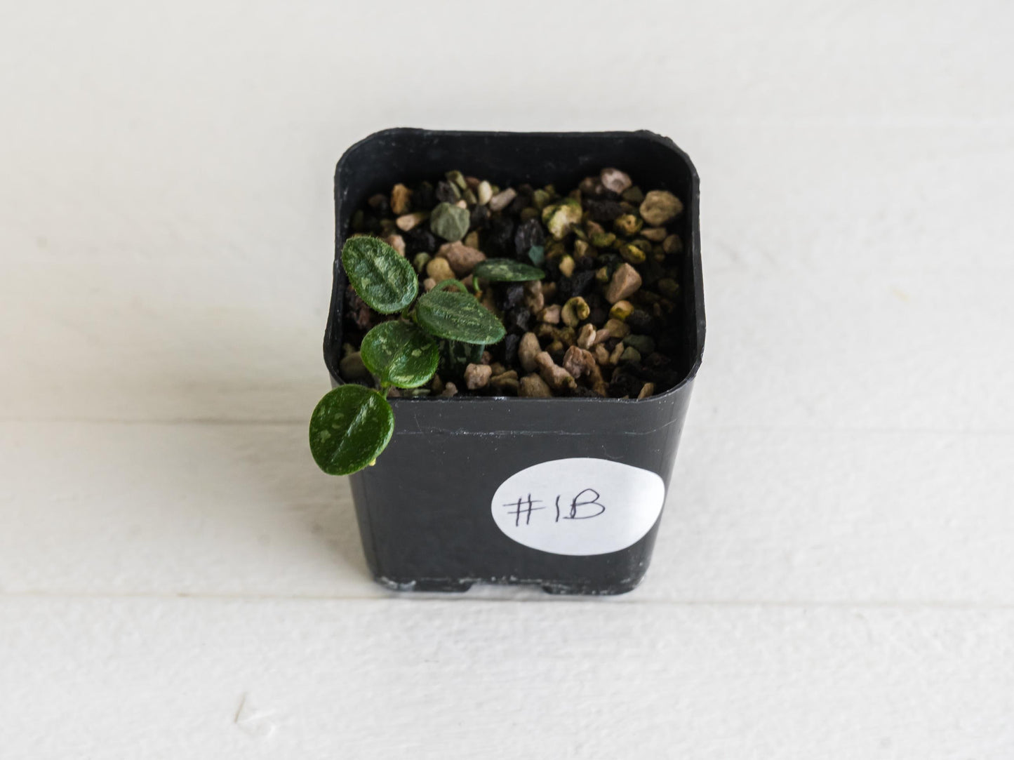 Hoya serpens | 2-Inch