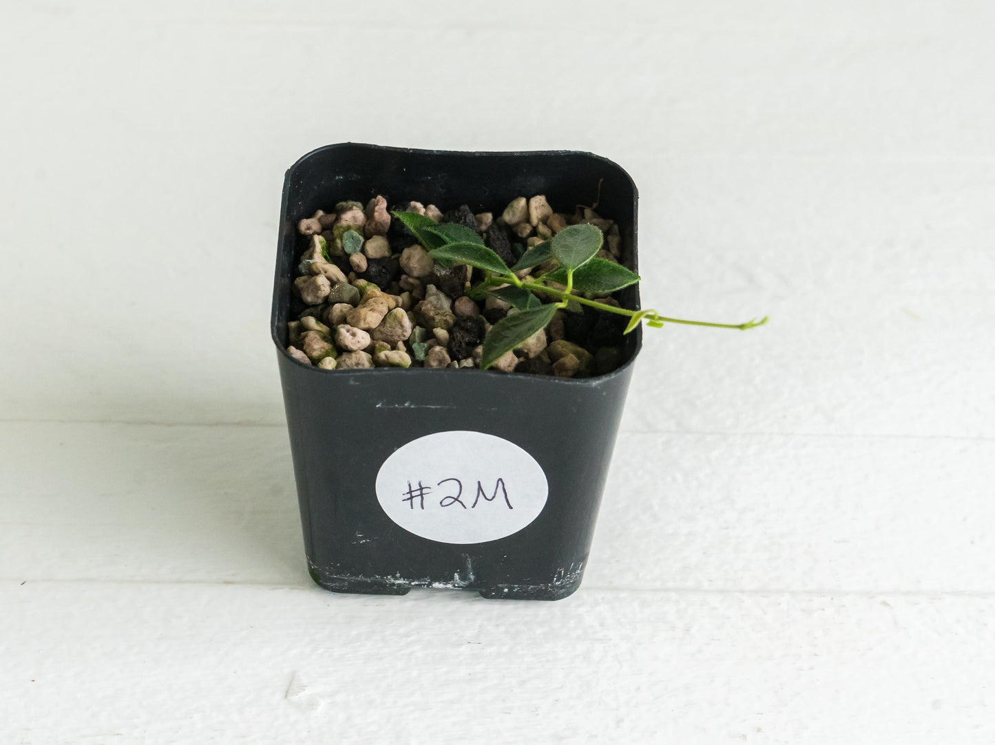 Hoya papua (PNG IM-08) | 2-Inch