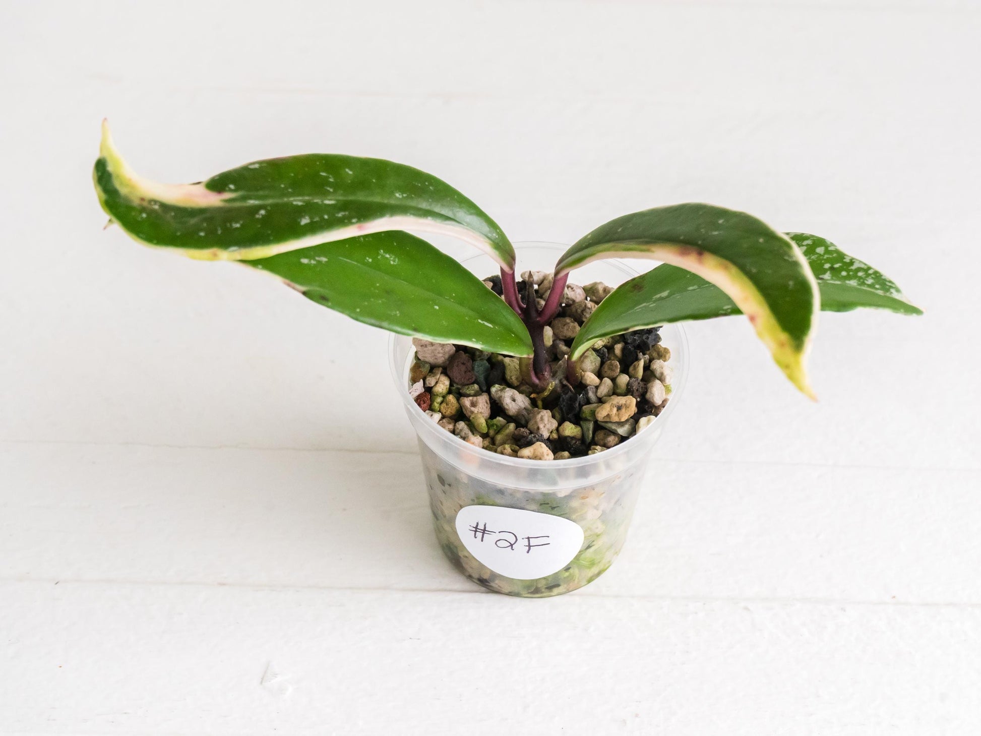 Hoya pubicalyx (Albo, Low Splash)