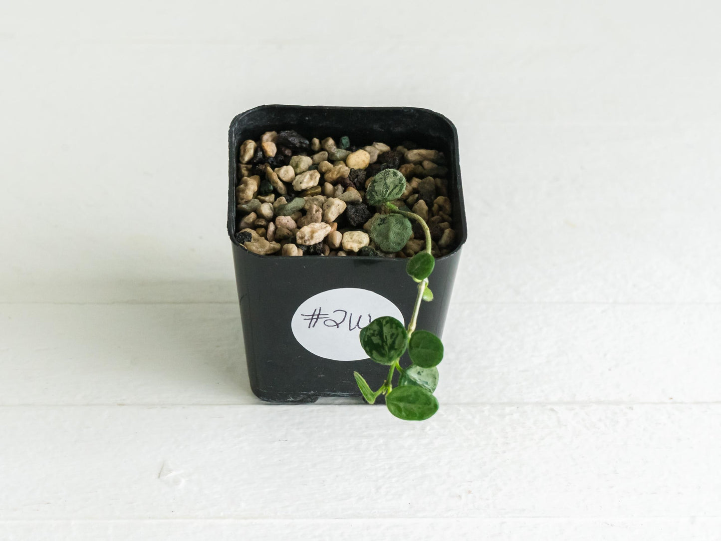 Hoya serpens (Splash) | 2-Inch