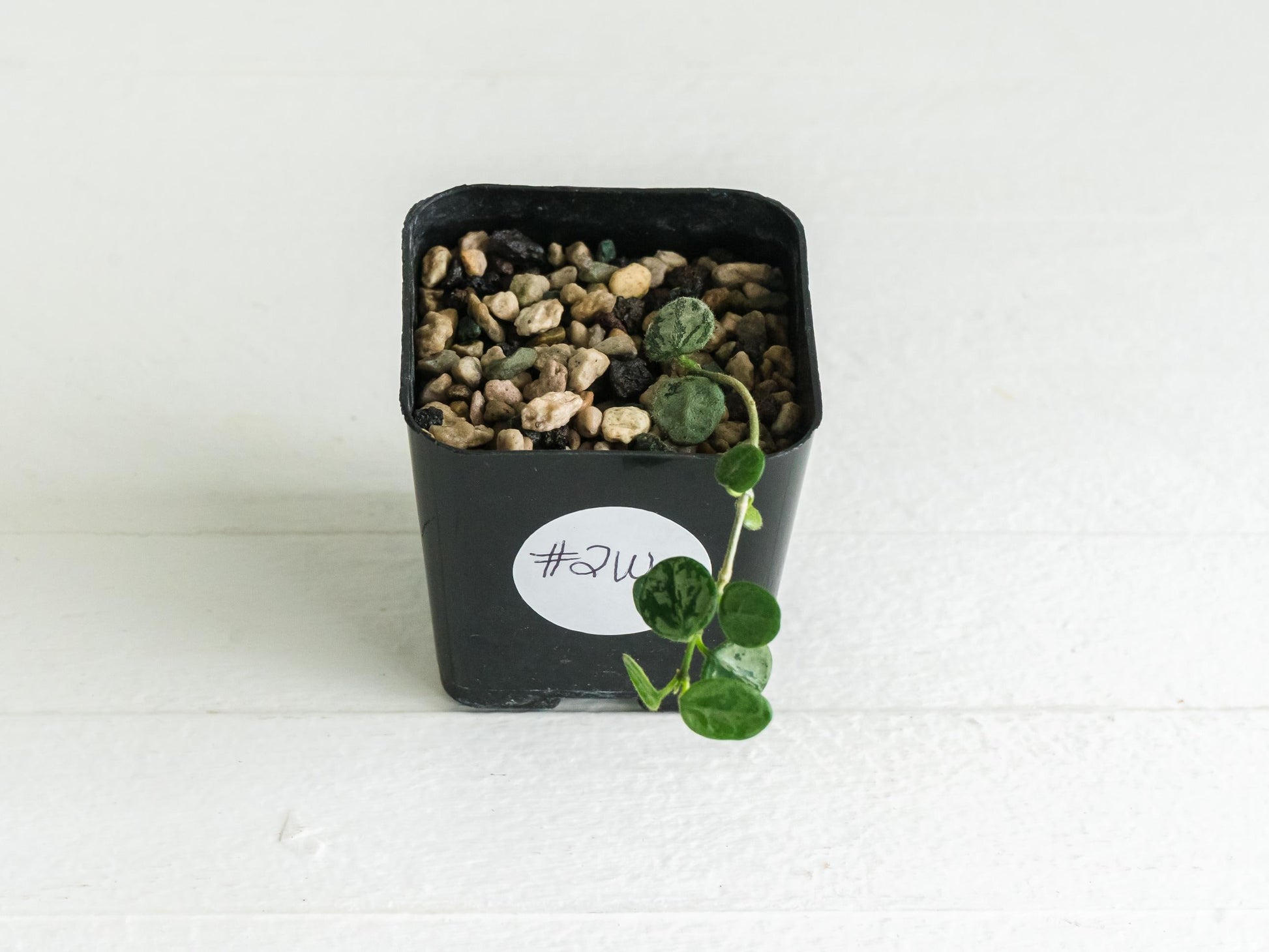 Hoya serpens (Splash) | 2-Inch