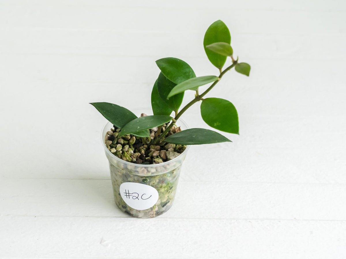 Hoya sipitangensis | 2-Inch