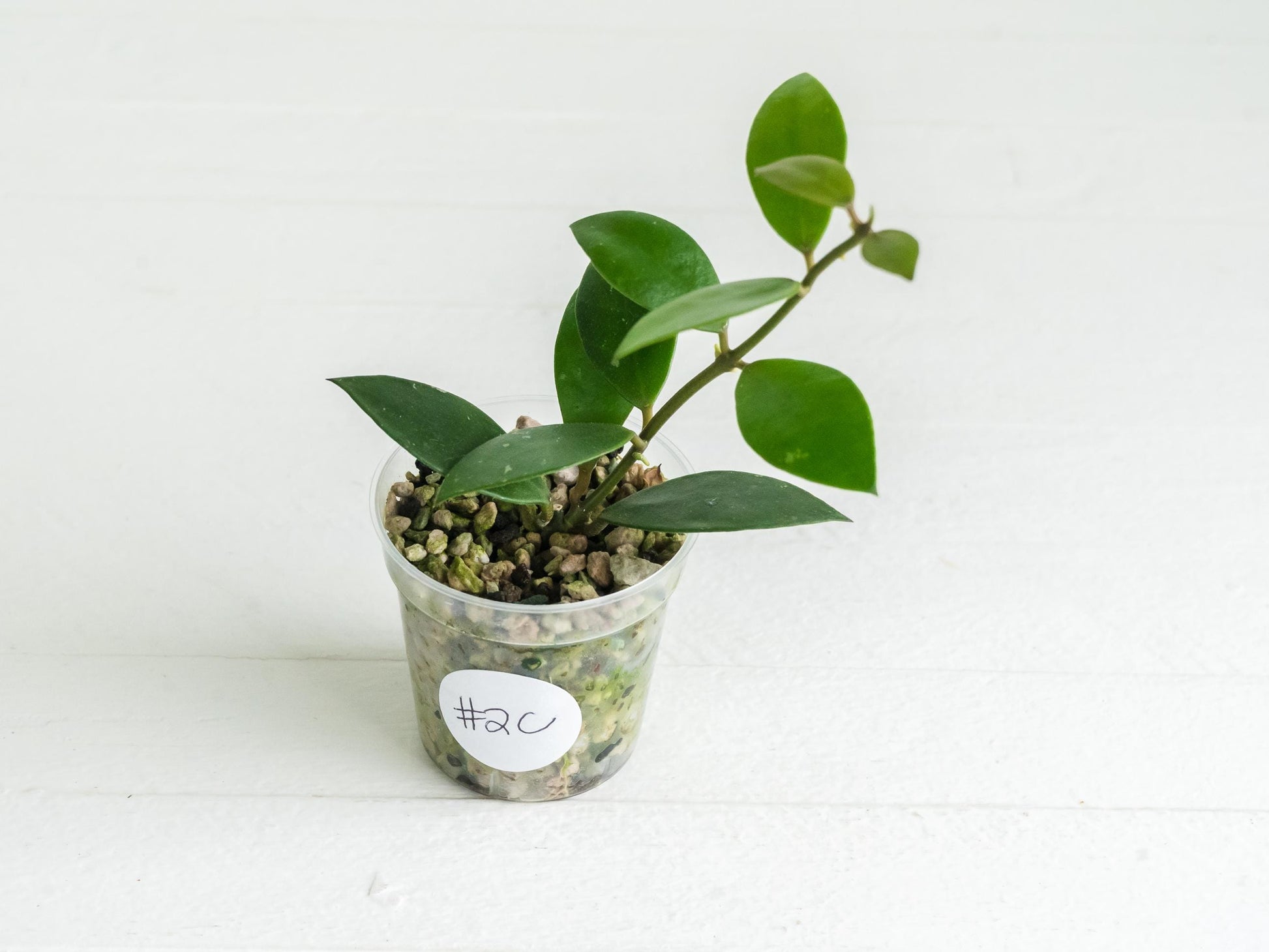 Hoya sipitangensis | 2-Inch