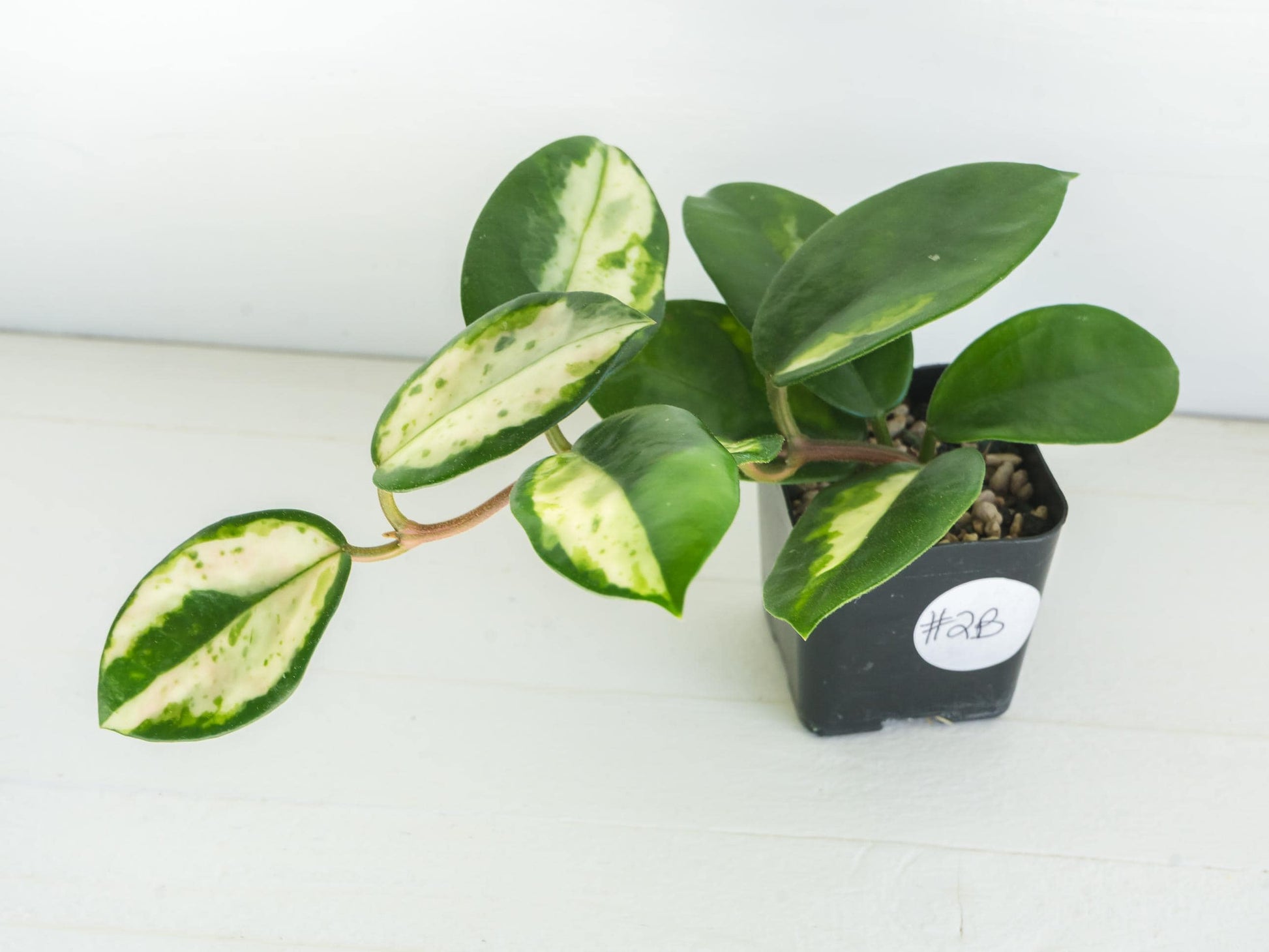 Hoya carnosa 'Madara Green Edge' | 2-Inch